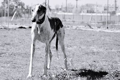 Dog standing in field