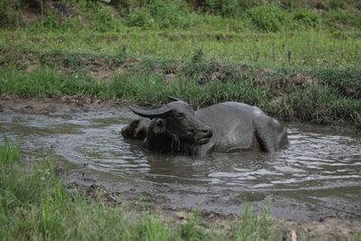 Horse in a lake