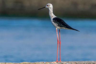 Bird perching on a beach