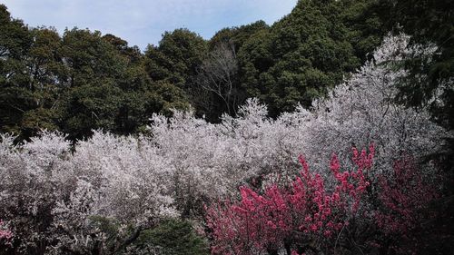 Pink flowers blooming on tree