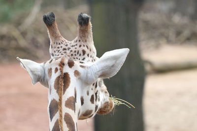 Close-up of giraffe