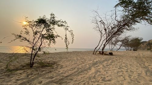 Trees on beach against sky during sunset