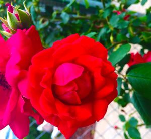 Close-up of red rose