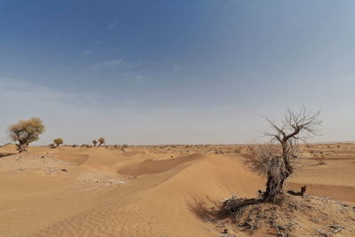 0303 several lone desert poplar-populus euphratica deciduous trees-taklamakan desert. xinjiang-china