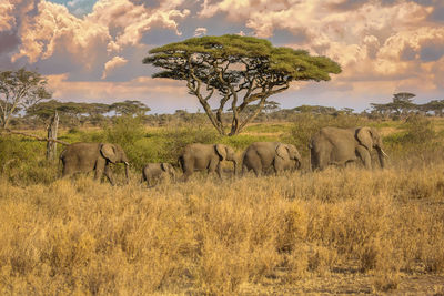 Scenic view of field against sky with elephants