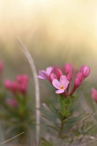 Close-up of pink flowering plant