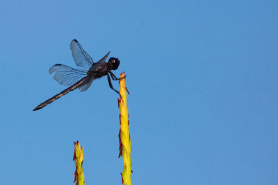 Low angle view of dragonfly against blue sky