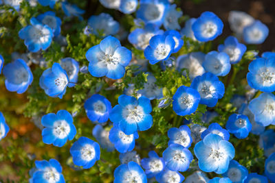 Close-up of blue flowering plant