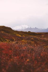 Scenic view of landscape against sky