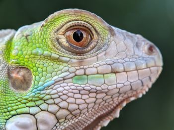 Close-up of lizard