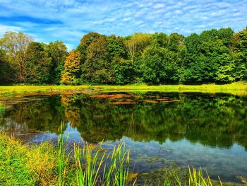 Scenic view of lake against trees in forest