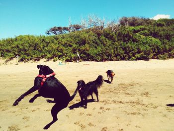 Dogs running on field against clear sky