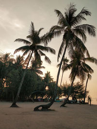 Palm trees on beach against sky during sunset