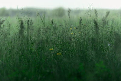 Close-up of grass on field