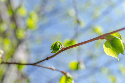 Close-up of plant