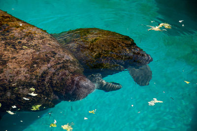 High angle view of fish swimming in sea