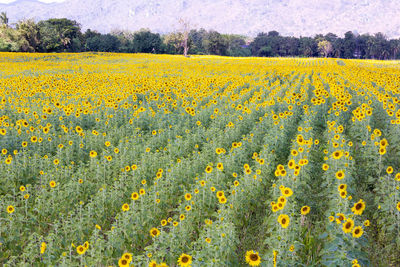 Yellow flowers growing in field