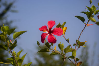 Close-up of pink flowering plant in nature