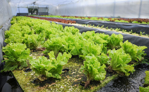 Plants growing in greenhouse