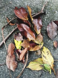 High angle view of autumn leaves