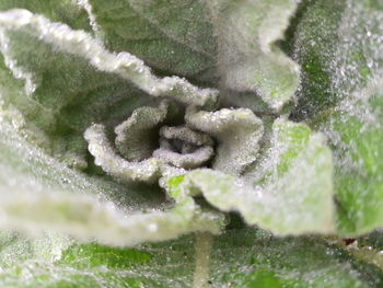 Close-up of frozen plants