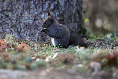 Side view of squirrel on field