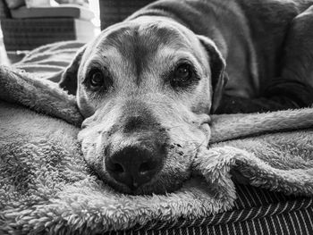 Close-up portrait of dog resting at home