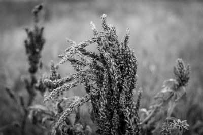 Close-up of flowering plant on field