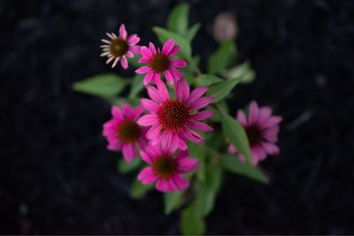 Close-up of pink flowering plants