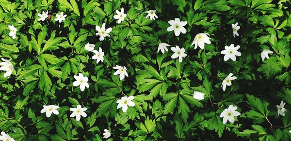 High angle view of white flowering plants on field