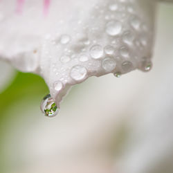 Close-up of water drops on flower