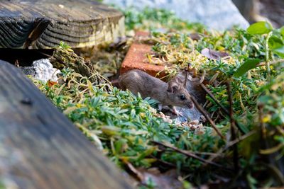 Close-up of squirrel