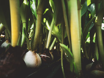 Close-up of crab on plant