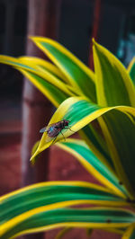 Close-up of insect on leaf