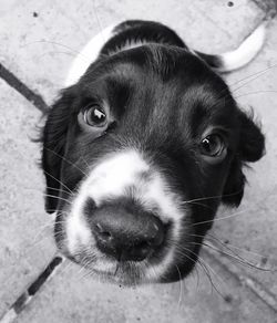 Close-up portrait of puppy