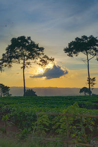 Scenic view of field against sky during sunset