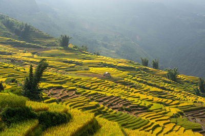 Scenic view of agricultural field