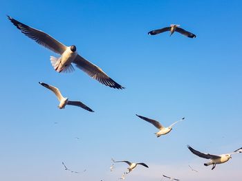Low angle view of seagulls flying