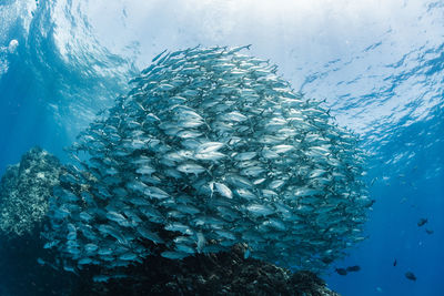 Fish swimming in sea