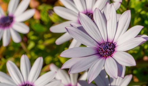 Close-up of purple flower