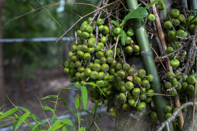 Close-up of fruits growing on plant at field