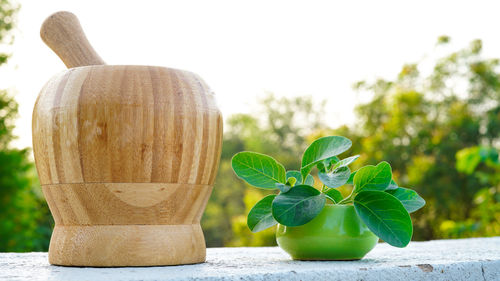 Close-up of potted plant on table