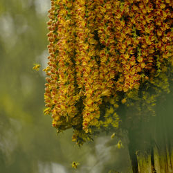 The bees is flying to collect honey from the flowers.