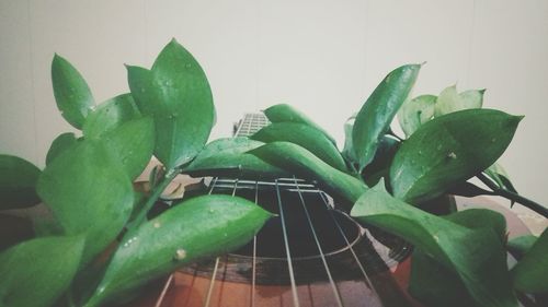 Close-up of fresh green plant against wall