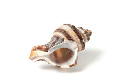 High angle view of shell on white background