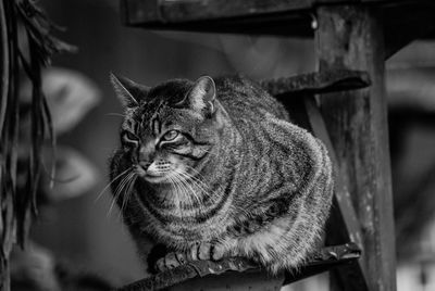 Close-up of tabby sitting outdoors