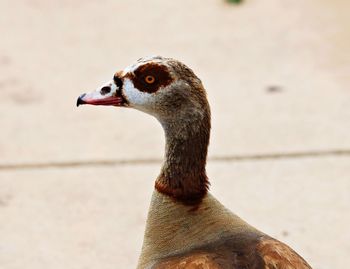 Close-up of a bird