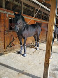 This beautiful animal, was on display at the big e, massachusetts state fair.