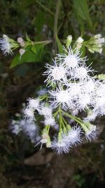 Close-up of flower plant