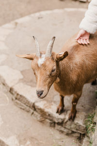 Portrait of goat